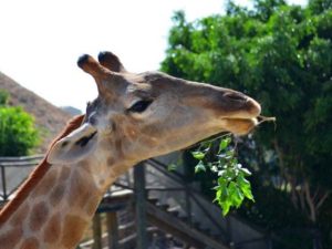 safari zoo estepona